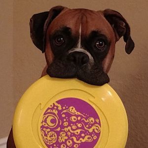 Meet your Posher, Barbara